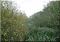 Pond near Hempshill Hall