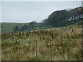 SK1873 : Copse on western edge of Longstone Moor by Peter Barr