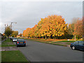 Autumn colours on Wadloes Road