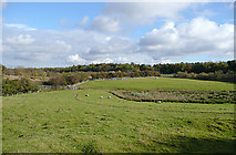 SJ9314 : Grazing land by the M6 near Penkridge, Staffordshire by Roger  D Kidd