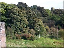 NT2763 : Woodland, Roslin by Maigheach-gheal