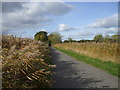 TQ6007 : Rustling reeds south east of Downash, Hailsham by nick macneill