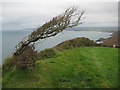 SX1799 : Stunted hawthorn on Bynorth Cliff by Philip Halling