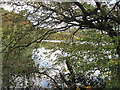 Llyn Du through the trees