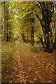 Forest track, Sharp Edge Wood