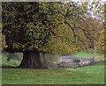 Palladian Bridge in Brough Park