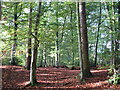 Autumn leaves near Culduthel Park