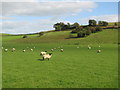 Pasture land south of Denton Mains