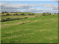 Pasture land southwest of Denton Mains