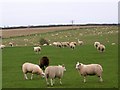 Sheep, Dornock