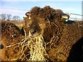 Sheep eating winter fodder north of Gartmorn Dam.