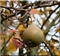 Worcester Black Pear