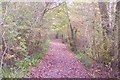 Bridleway in Blean Wood (1)