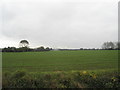 Looking from Tortington Lane towards Ford