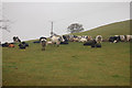 Cattle near Little Cwm