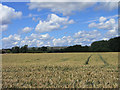 Farmland, Pewsey