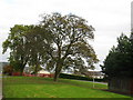 Trees at Canal Road junction