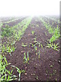 Daffodil field at Higher Tremeneer