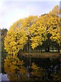 Trees on the River Lochay