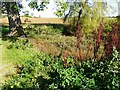 Small pond on Cauldham Lane