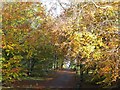 Autumn beeches at Balbirnie Park