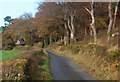 Coed ffawydd ar fin y ffordd / Roadside beech trees