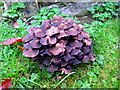 Fungus - Churchyard Norton sub Hamdon