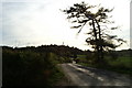 Landmark pine to the west of Trimworth Manor