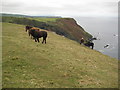 Ponies above the coast