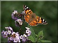 SP3645 : Butterfly, Upton House gardens by Derek Harper