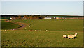 Lammermuir farmland