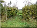 Footpath near Milborne Wick