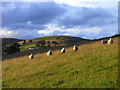 Pasture above Boreland