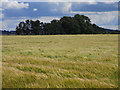 Farmland near Hutton-in-the-Forest