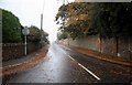 Leaves on a wet road