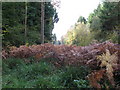 Bracken at the edge of Wephurst Wood