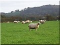 Sheep, Melbury Osmond