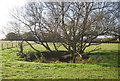 Pond by the Greensand Way