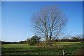 Tree by the Greensand Way