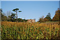 Roydon Hall across a maize field