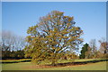 Tree by the Greensand Way