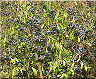 TM4194 : Blackthorn or sloe (Prunus spinosa) by Evelyn Simak