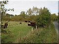 Cows in a field beside Moreton Lane