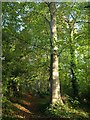 Path to Torbay Hospital (4)