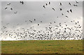 Gulls flying south from Ufton landfill site