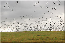 SP3860 : Gulls flying south from Ufton landfill site by Andy F
