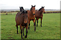 Horses on Ufton Hill Farm