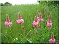 Sainfoin flowers at Wildpark