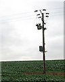 Transformer in oilseed rape crop