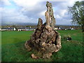 Dead Tree Muthill